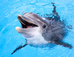 Nauka języka morskich ssaków, czyli co delfin miał na myśli?