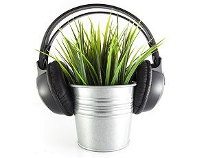 Co słyszą rośliny?