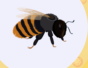 Zrozumieć dzikie pszczoły – zespół pierwiastków napędzany energią