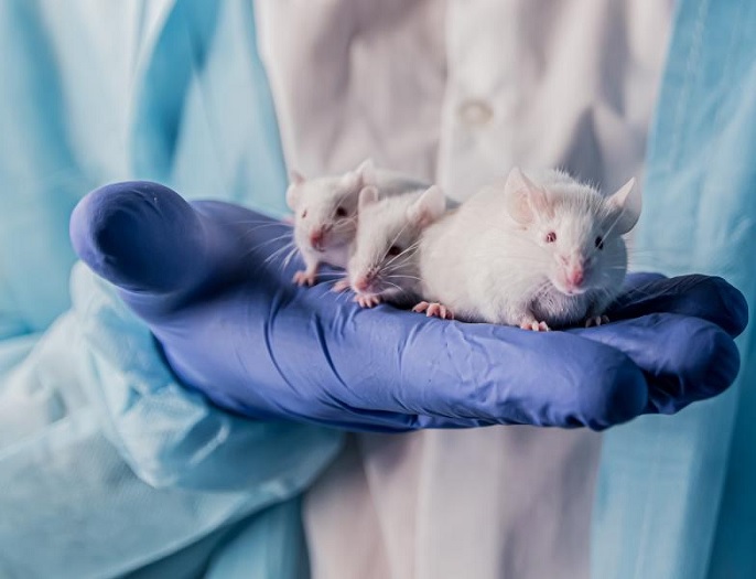 Nauka bez wykorzystywania zwierząt w badaniach - decyzja parlamentu PE