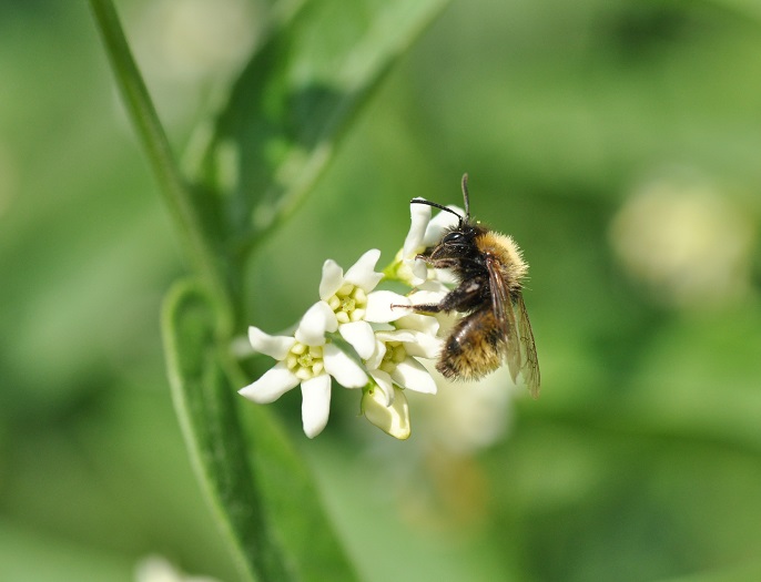 Stawianie pasiek nie pomaga pszczołom