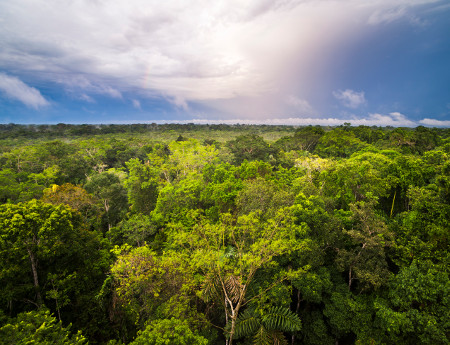 Czy Amazonia przed wiekami była miejską dżunglą?