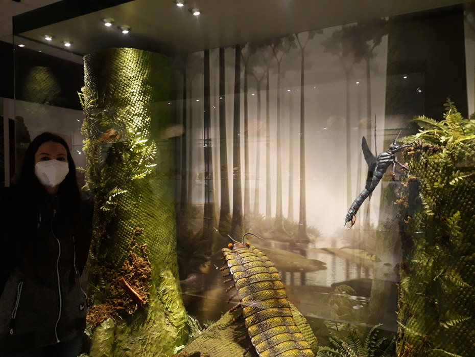  Rekonstrukcja lasu karbońskiego na wystawie w Centrum Edukacji Przyrodniczej UJ