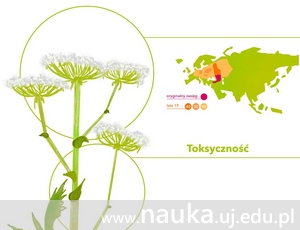 1pytanie: Jakie niebezpieczne rośliny możemy spotkać w naszym otoczeniu? [infografiki]