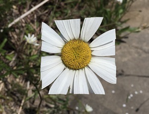 Dlaczego natura stroni od kwadratów?