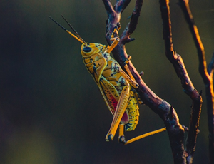 Plaga szarańczy w Afryce. Część II - skutki