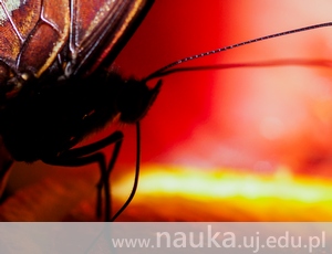 Nie tylko pszczoły odpowiadają za zapylanie